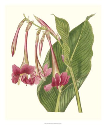 Framed Tropical Indian Reed Print