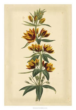 Framed Floral Varieties IV Print