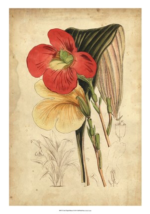 Framed Tropical Blooms I Print