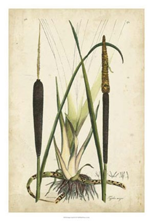 Framed Antique Cattail I Print