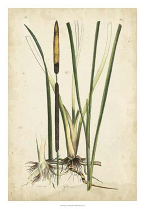 Framed Antique Cattail II Print