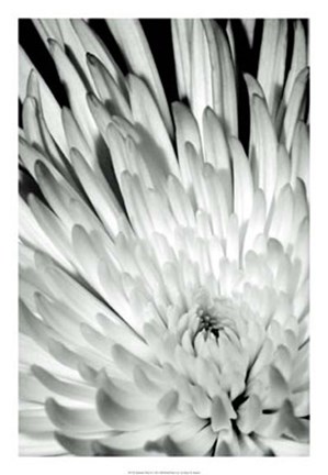 Framed Dramatic Mum II Print