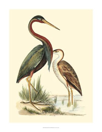 Framed Water Birds III Print