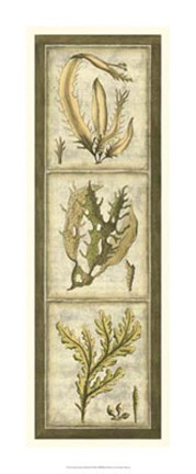 Framed Exotic Seaweed Panel I Print