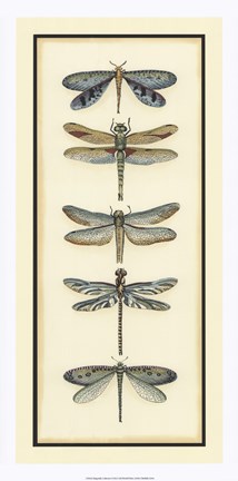 Framed Dragonfly Collector I Print