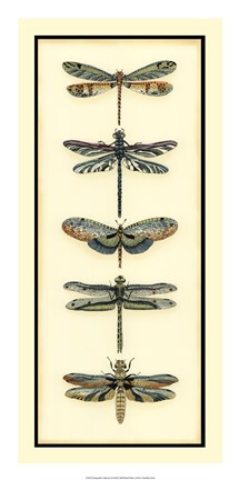 Framed Dragonfly Collector II Print