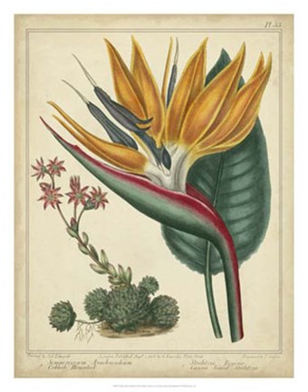 Framed Golden Bird of Paradise Print