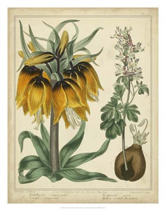 Framed Golden Crown Imperial Print