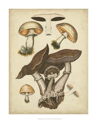 Framed Antique Mushrooms II Print