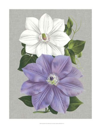 Framed Clematis Blooms I Print