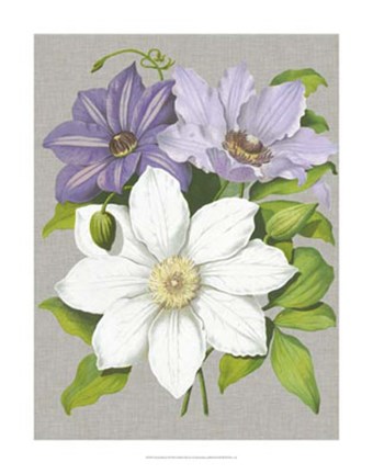 Framed Clematis Blooms II Print