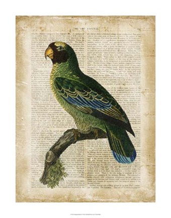 Framed Antiquarian Birds VI Print