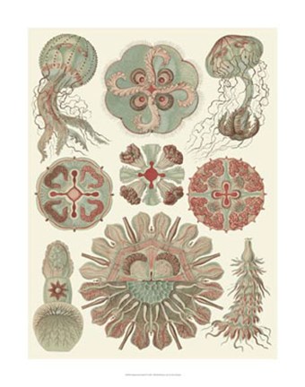 Framed Sophisticated Sealife IV Print