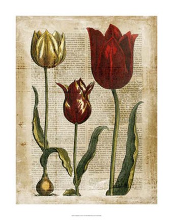 Framed Antiquarian Tulips II Print