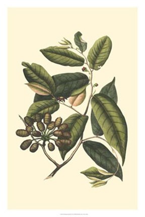 Framed Flourishing Foliage III Print