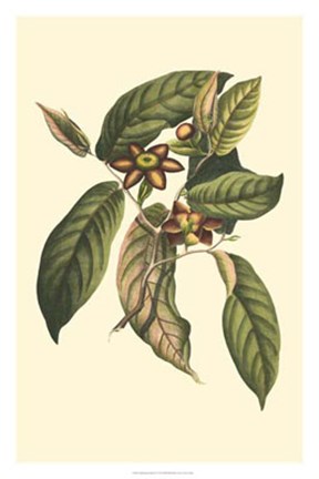 Framed Flourishing Foliage IV Print