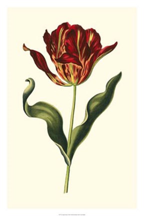 Framed Vintage Tulips II Print