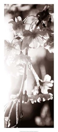 Framed Blossom Triptych III Print