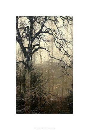 Framed Wooded Solace I Print
