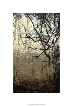 Framed Wooded Solace III Print