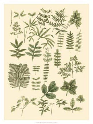 Framed Abundant Foliage II Print