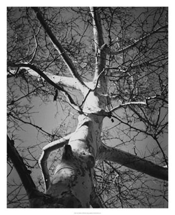 Framed Classic Birch I Print