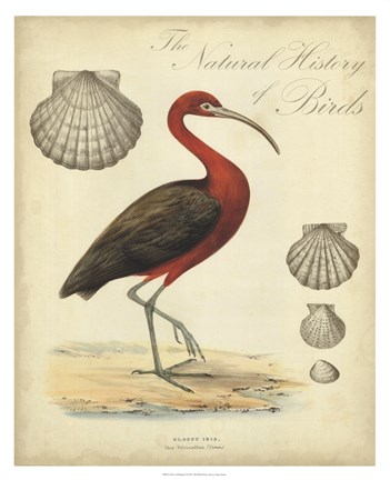 Framed Heron Anthology II Print