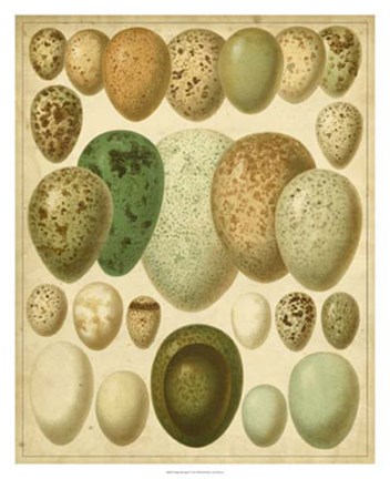 Framed Vintage Bird Eggs II Print