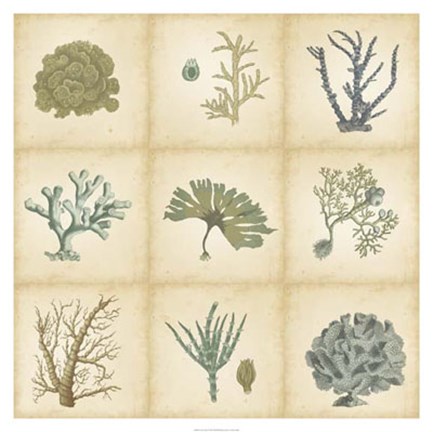 Framed Coral Curio Print