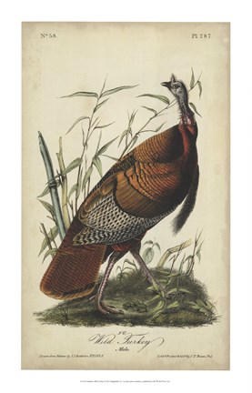 Framed Audubon Wild Turkey Print