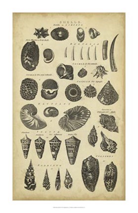 Framed Study of Shells II Print