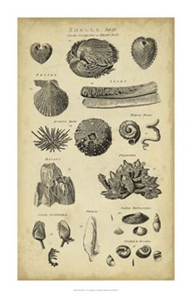 Framed Study of Shells IV Print