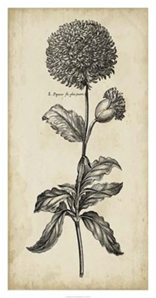 Framed Singular Beauty II Print