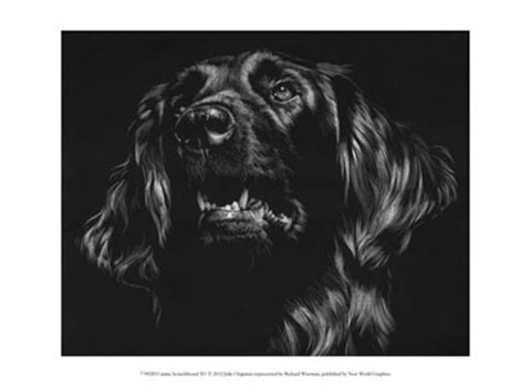 Framed Canine Scratchboard XV Print