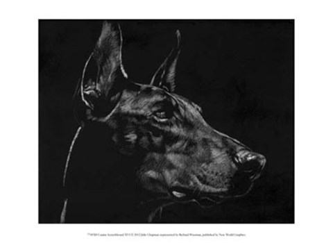 Framed Canine Scratchboard XVI Print