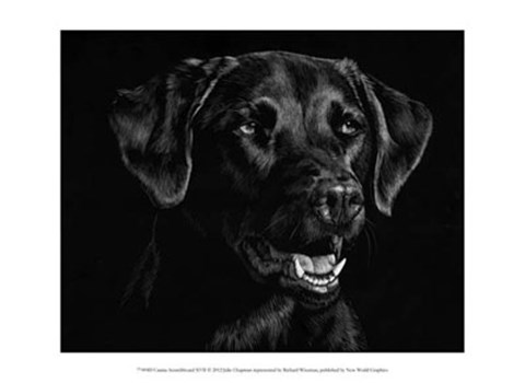 Framed Canine Scratchboard XVII Print