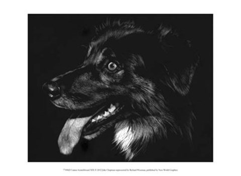 Framed Canine Scratchboard XIV - black Print