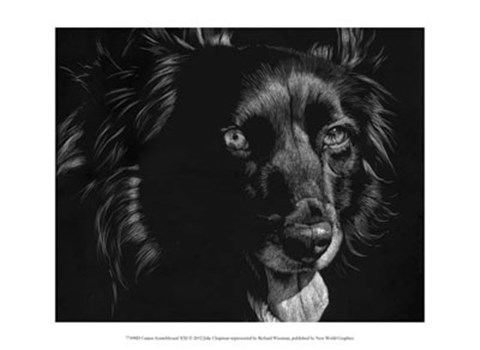 Framed Canine Scratchboard XXI Print