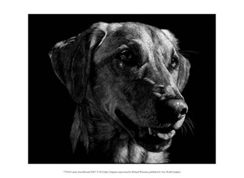 Framed Canine Scratchboard XXIV Print