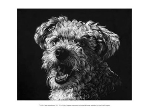 Framed Canine Scratchboard XXV Print