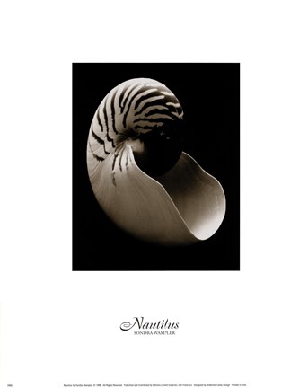 Framed Nautilus (small) Print