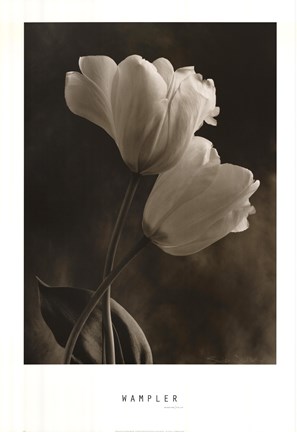 Framed Bending Tulip Print