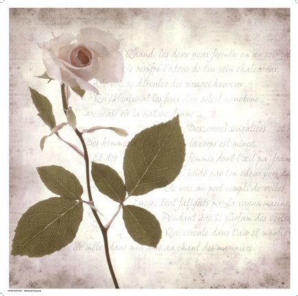 Framed Retro Rose Print