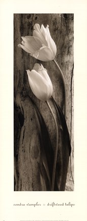 Framed Driftwood Tulips Print