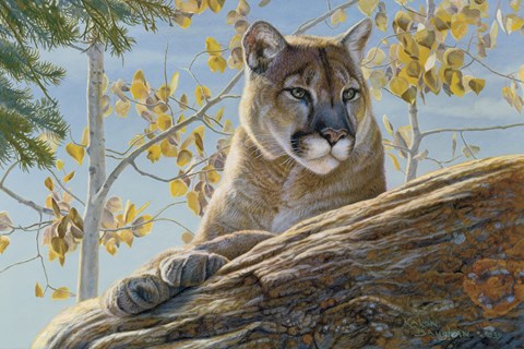 Framed Front Range Cougar Print