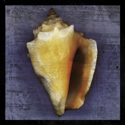 Framed Fighting Conch Print