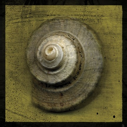 Framed Whelk Crown Print