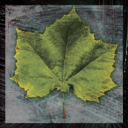 Framed Sycamore Print