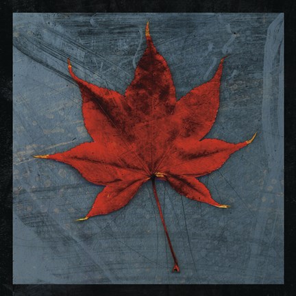 Framed Japanese Maple Print