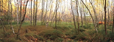 Framed Birch Forest Panorama Print